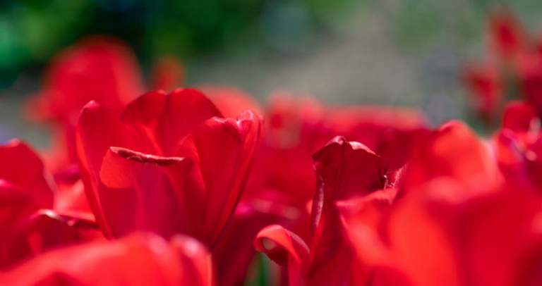 Frost Protection for Annuals in Colorado