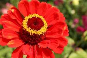 Marigolds in Colorado Garden